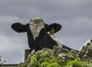 Low angle portrait of cow standing against sky