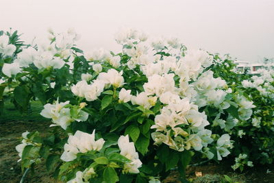 Close-up of white flowers blooming outdoors