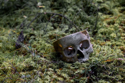 Fake human skull. decorative skull. an artificial human skull lie on the ground in the forest. moss.
