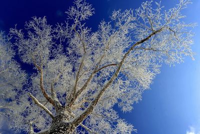 Low angle view of bare tree against blue sky