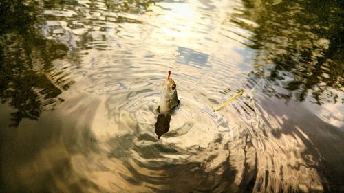 High angle view of fish stuck in line at lake