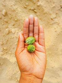 High angle view of hand holding vegetables