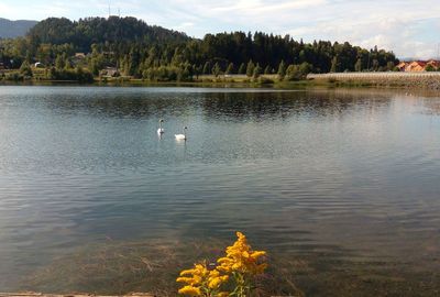 Swan swimming on lake against trees