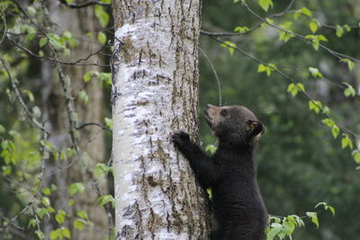 Baby bear on tree trunk