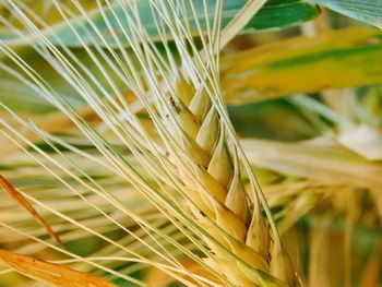 Close-up of stalks in field