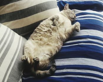 Close-up of cat sleeping on bed