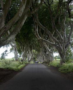 Empty road along trees and plants