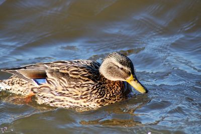 Duck swimming in lake