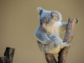 Close-up of a squirrel on tree