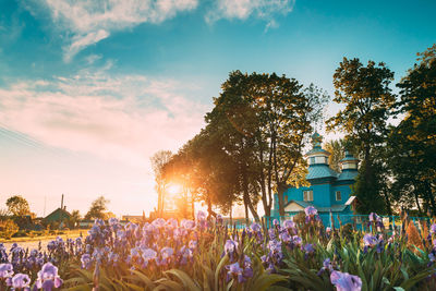 View of flowering plants against sky during sunset