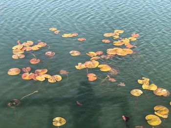 High angle view of lotus floating on water