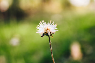 Close-up of white flower on field