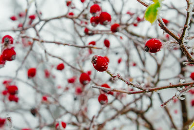 Close-up of cherry blossom on tree during winter