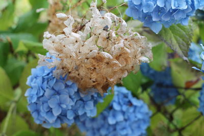 Close-up of blue hydrangea flowers