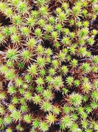 High angle view of succulent plant on field