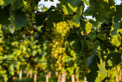 Close-up of grapes growing on tree