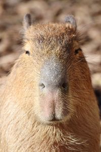 Capybara..