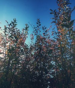 Low angle view of flower trees against clear sky