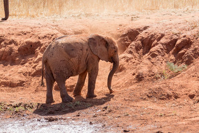 Elephant walking in a field