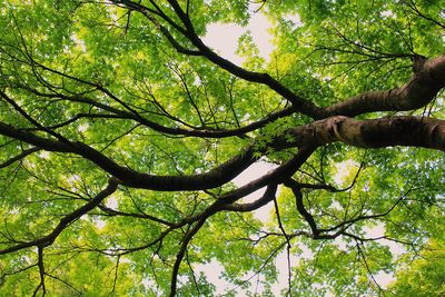 Low angle view of tree in forest