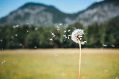 Close-up of dandelion flower on field