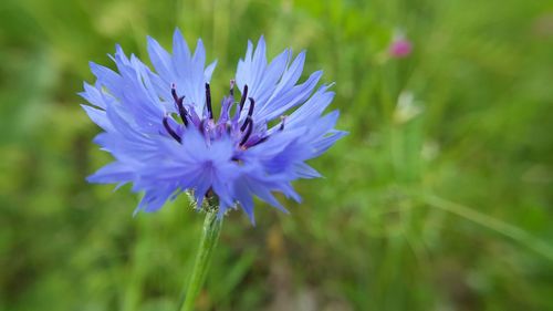 Close-up of insect on purple flowering plant