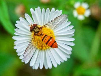 Close-up of bee on flower