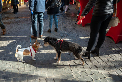 Dogs on street