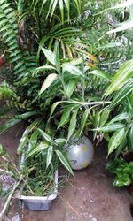 Close-up of fresh green plant