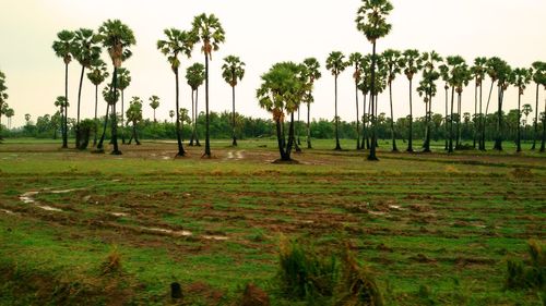 Palm trees on field against sky