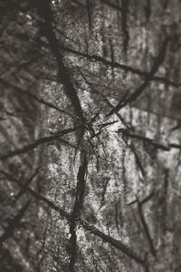 Close-up of tree branch