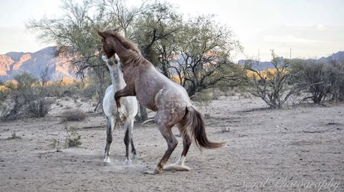 Horses in a field