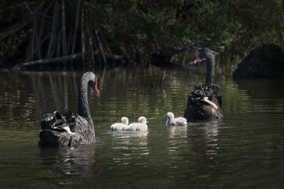 Swans swimming in lake