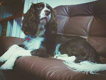 Dog resting on sofa