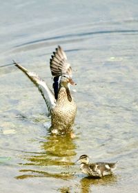 Duck swimming in lake