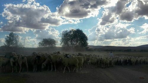 Scenic view of field against cloudy sky