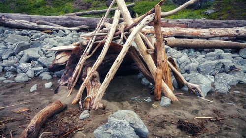 Stack of logs on rock in forest