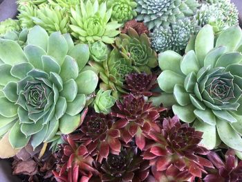 High angle view of succulent plant