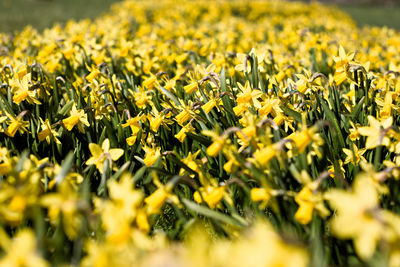 Yellow flowers growing on field