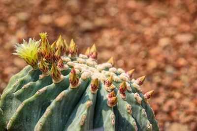 Close-up of succulent plant