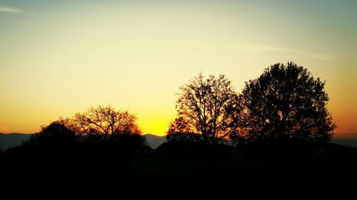 Silhouette of trees at sunset