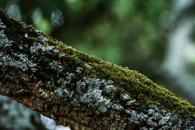 Close-up of moss growing on tree trunk