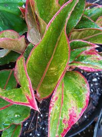Close-up of wet plant