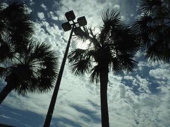 Low angle view of palm trees against sky