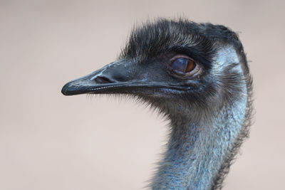 Close-up of a bird looking away