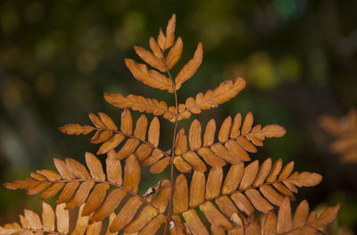 Close-up of plant