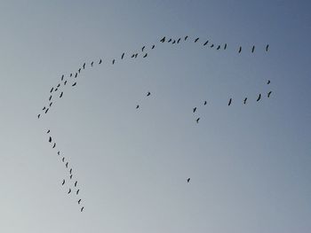 Low angle view of birds flying in the sky