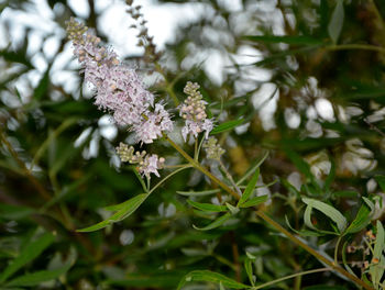 Close-up of pink flowers