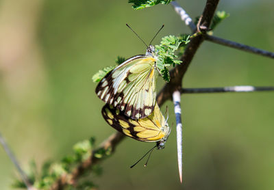 Close-up of butterflies on plant