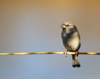 Low angle view of bird perching on the sky